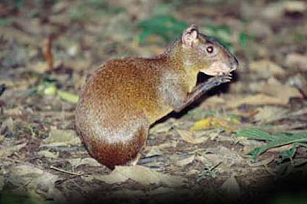 MONTEVERDE NIGHT TOUR