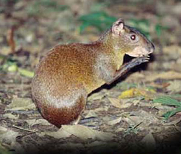 MONTEVERDE NIGHT TOUR