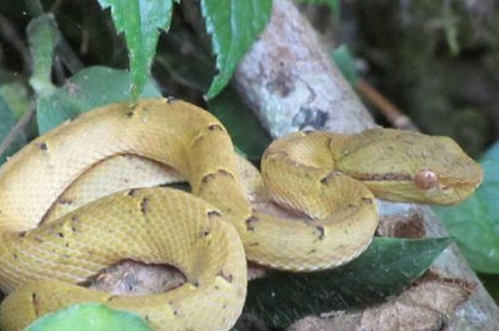 Monteverde Night Tour