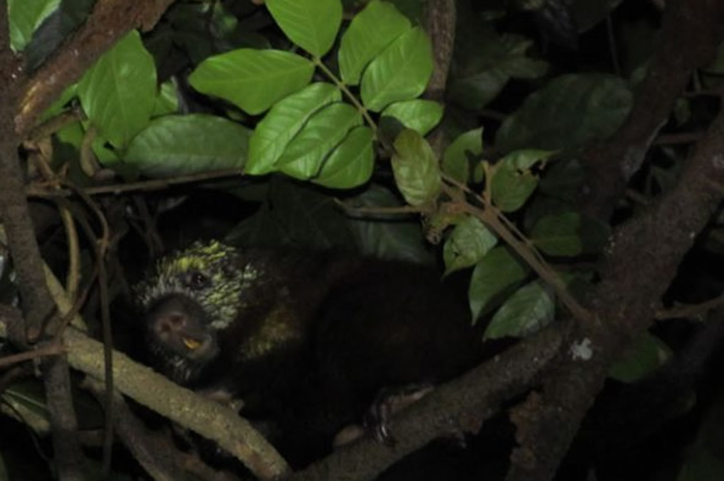 Monteverde Night Tour