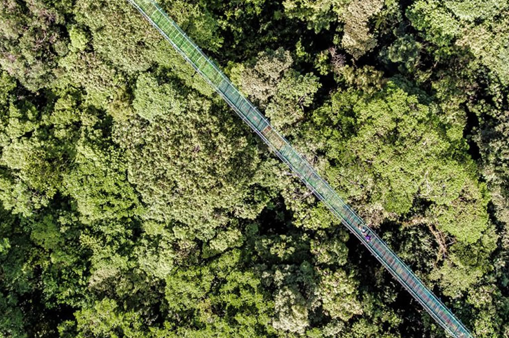 Selvatura Suspensions Bridges