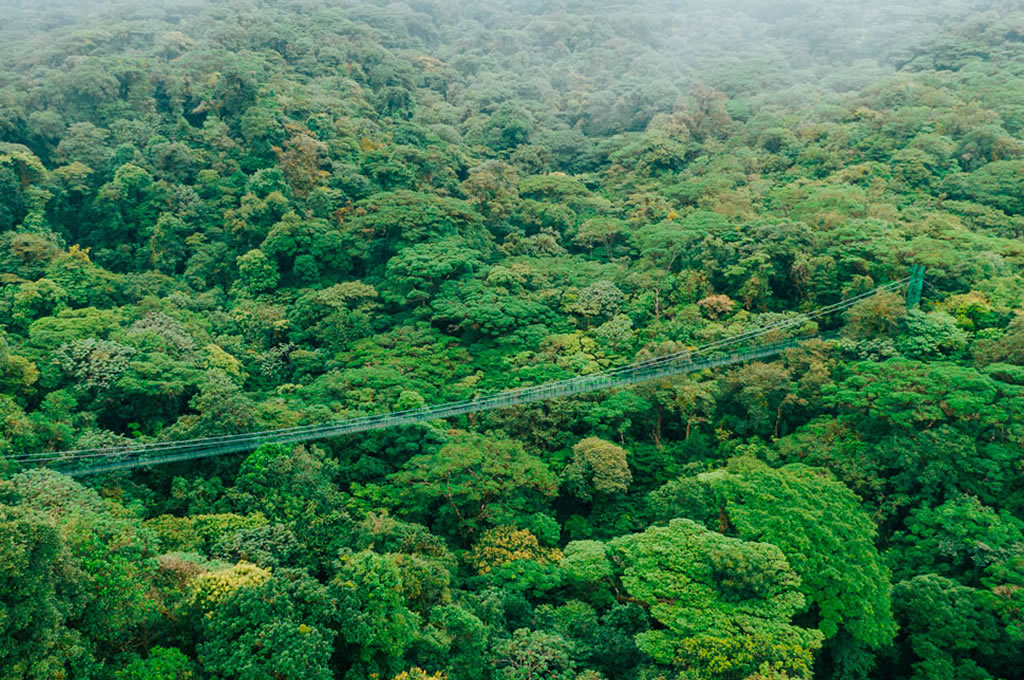 Selvatura Suspensions Bridges